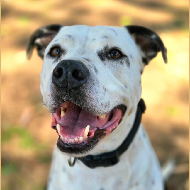 Photo of Diesel & Billa