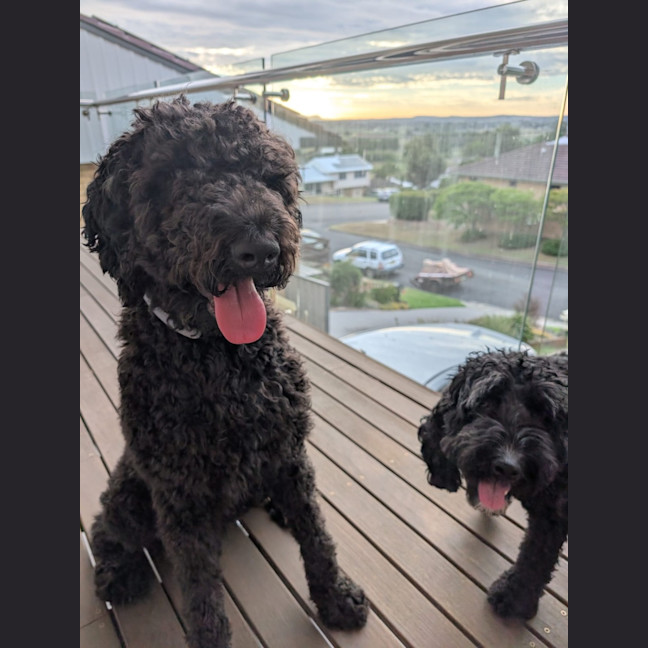 Photo of Tello   1 Year Old Poodle