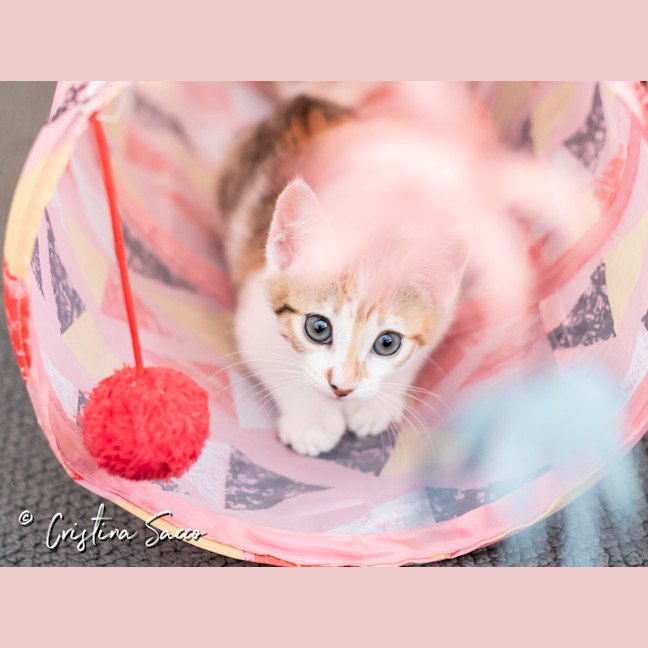 Photo of Squeak