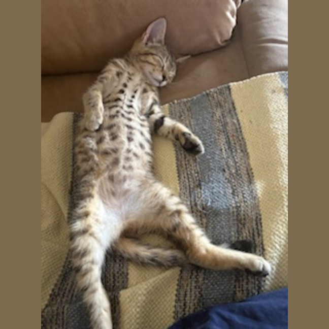 Photo of Zara