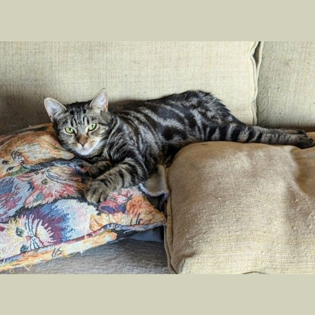 Photo of Jasmine *9 Lives Project Rescue*