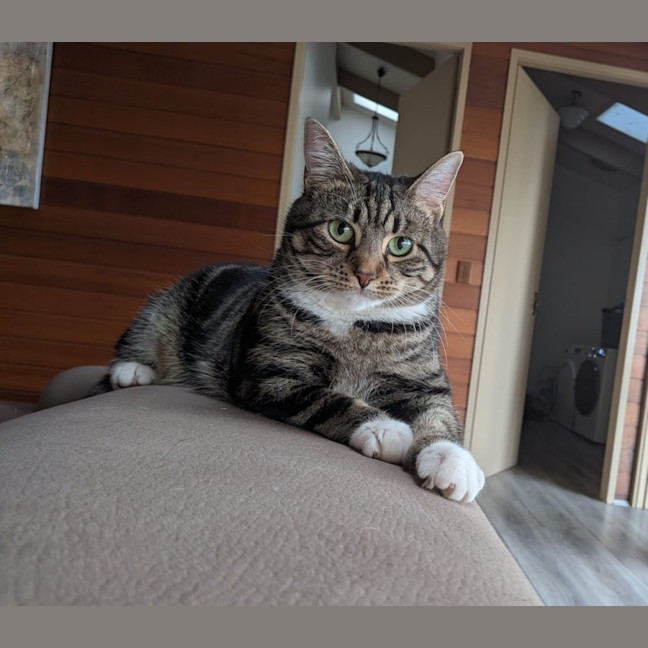 Photo of Peaches