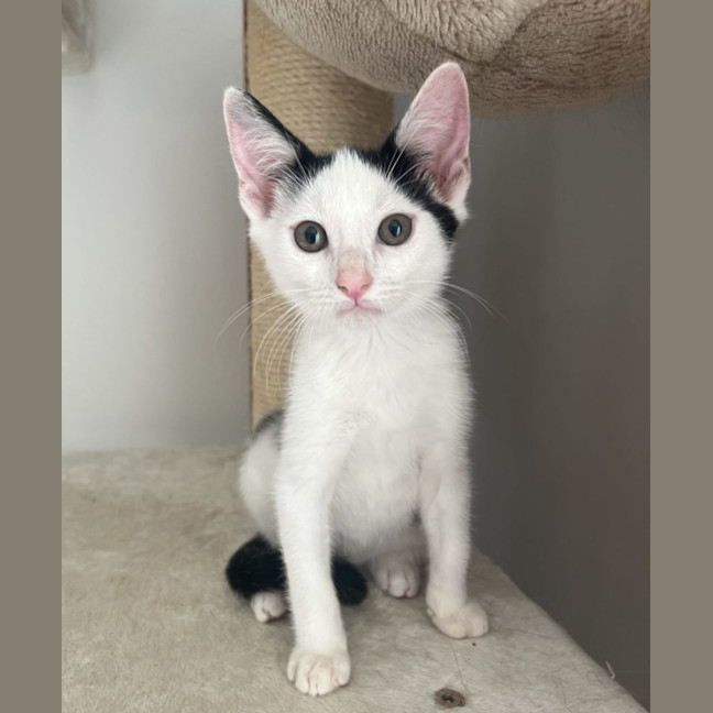 Photo of Cappuccino   Now At Pet Quarters Glendale