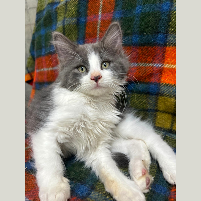 Photo of Darcy