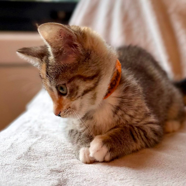 Photo of Sundae   In Foster Care In Bentleigh East