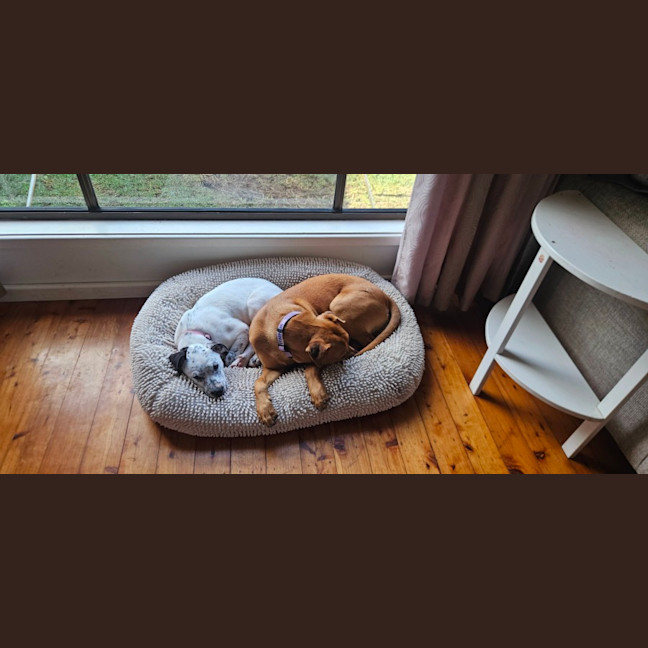 Photo of Sylvia    4 Month Old Cattle Dog
