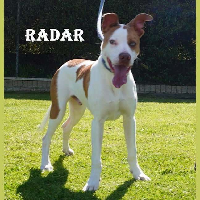 Photo of Radar