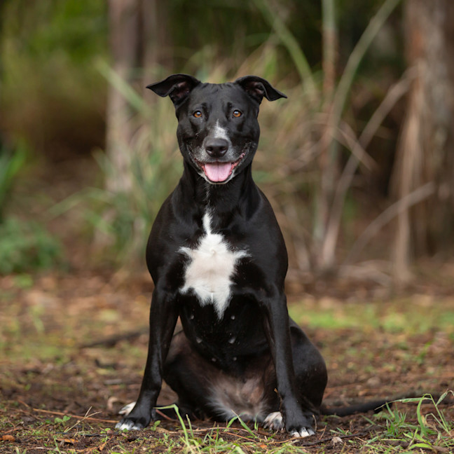 Photo of Rue