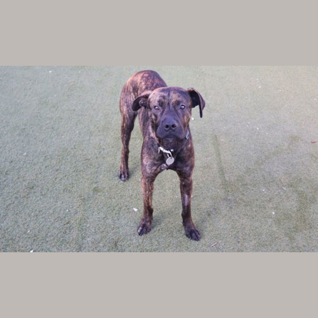 Photo of Rex