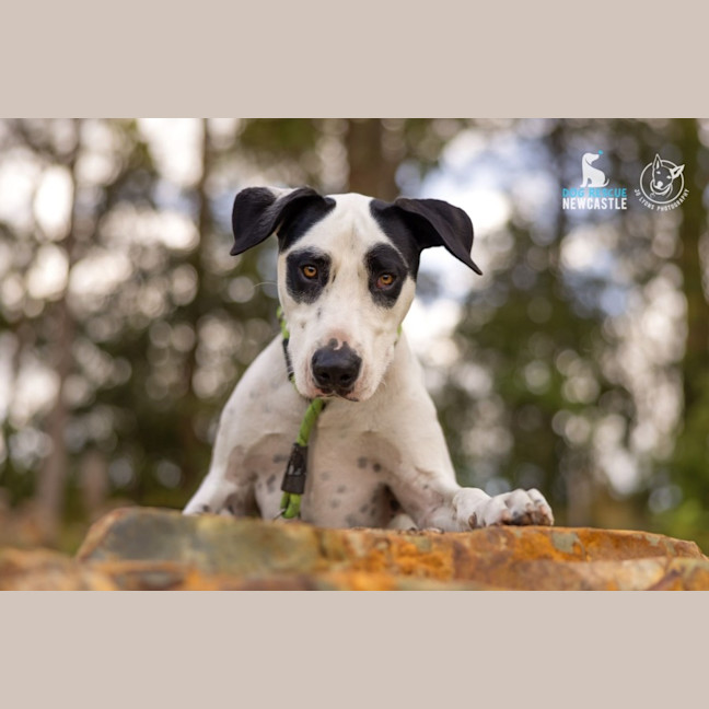 Photo of Roger   2 Year Old Bull Arab X