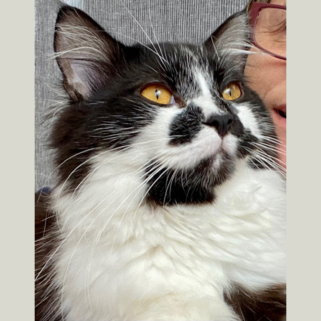 Photo of Shadow