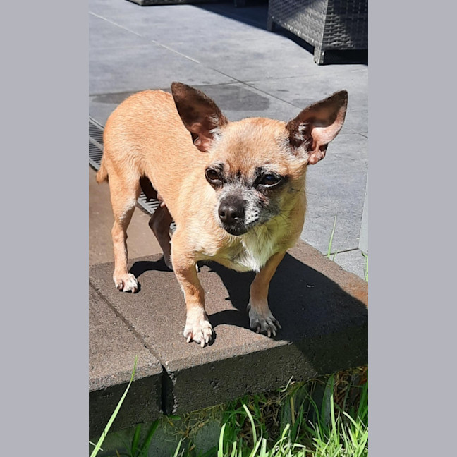 Photo of Pixie   3 Year Old Chihuahua