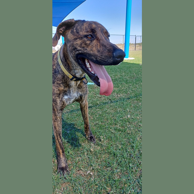 Photo of Goose