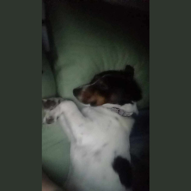 Photo of Banjo