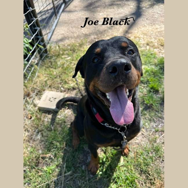 Photo of Joe Black