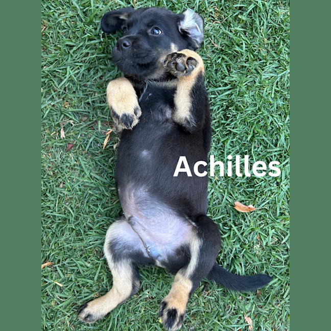 Photo of Thanatos Litter