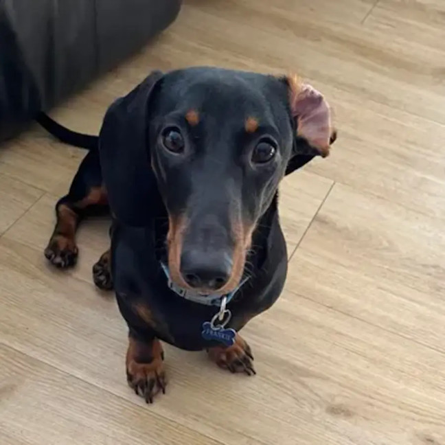 Photo of Mackie   The Happy Go Lucky Puppy