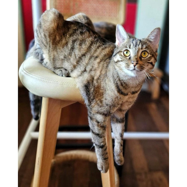 Photo of 11537   Clove 