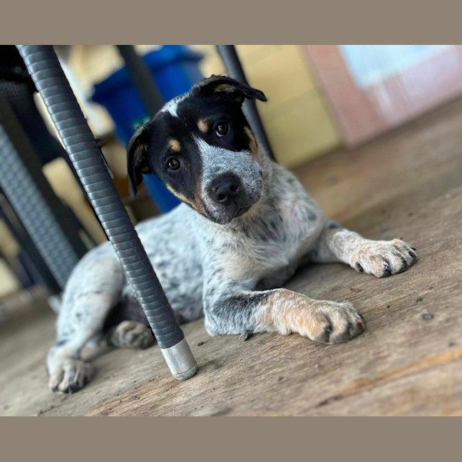 Photo of Hazel