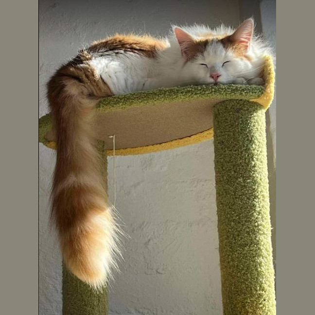 Photo of Cedric