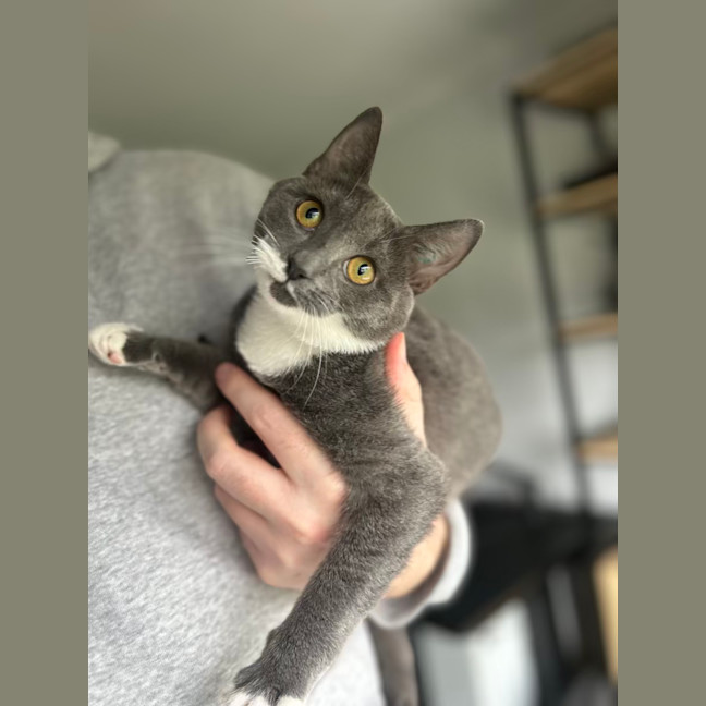 Photo of Mittens
