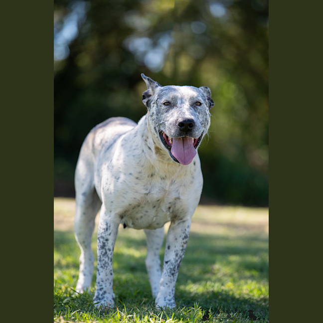 Photo of Pepper
