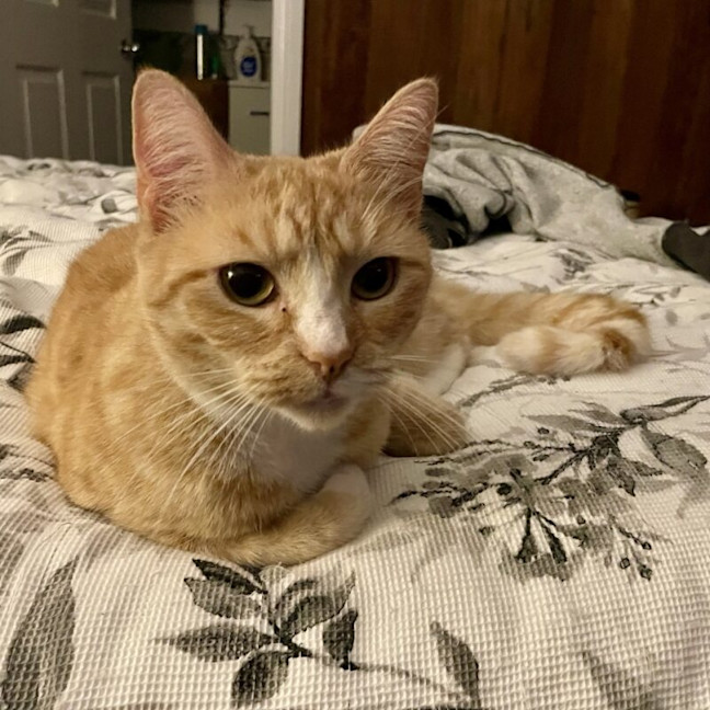 Photo of Pumpkin