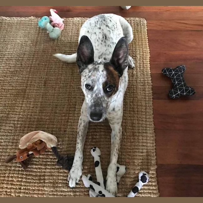 Photo of Rex