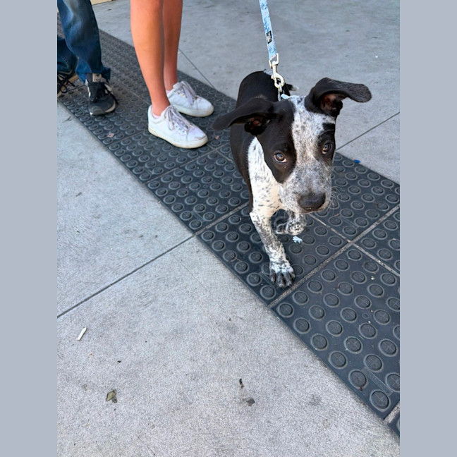 Photo of Tony (Bessie's Puppy)
