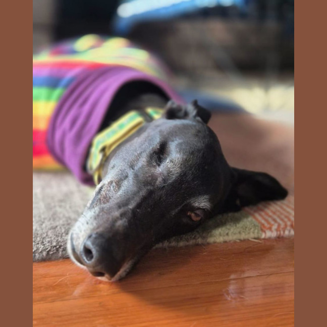 Photo of Bear