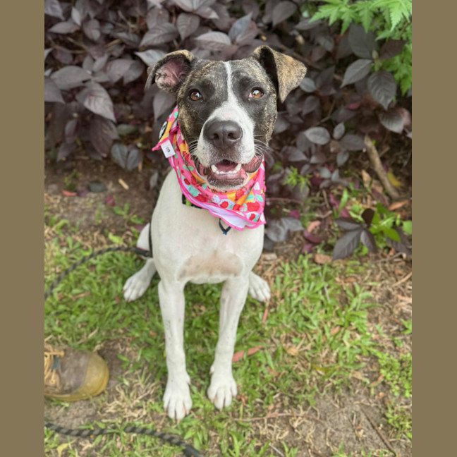 Photo of Tia *$250 Adoption Fee*