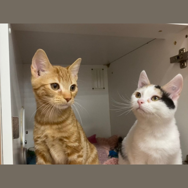 Photo of Burrito And Tootsweet