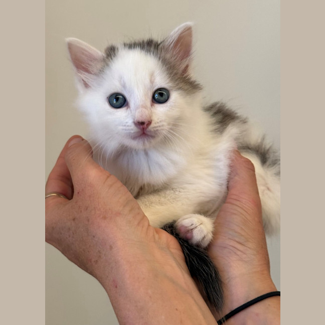 Photo of C1449 Sasha