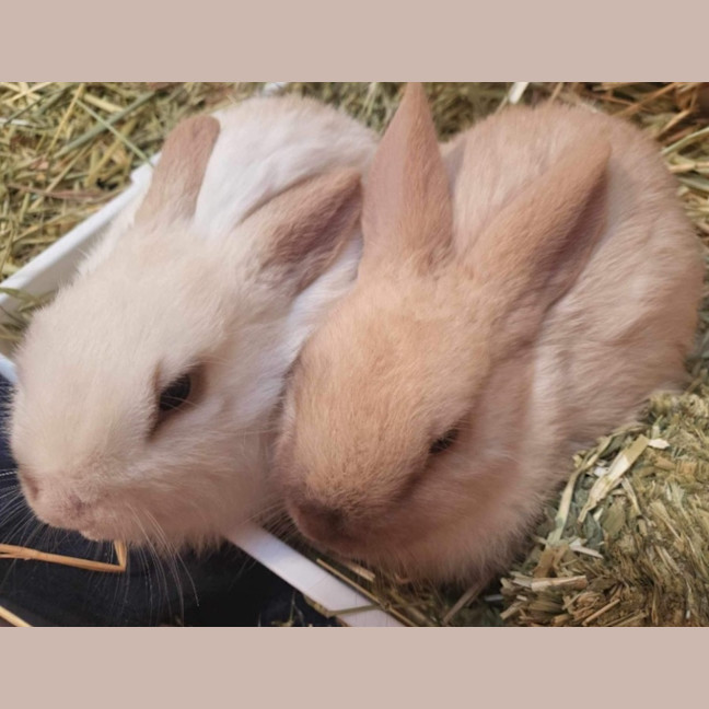 Photo of Lolly & Pop