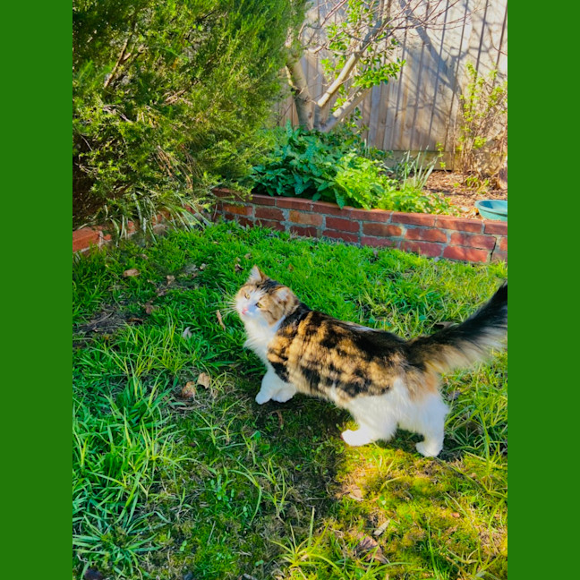 Photo of Paddington Ii