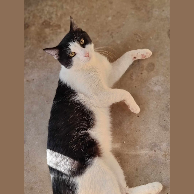 Photo of Sylvester