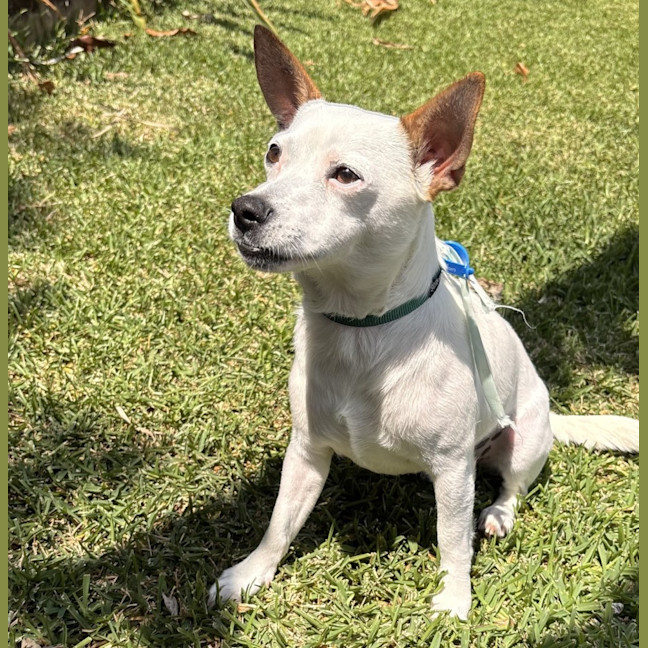Photo of Stitch