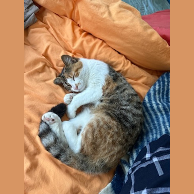 Photo of Tilly
