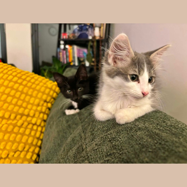 Photo of Cookie