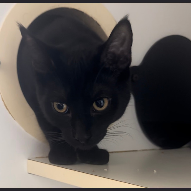 Photo of Lumos