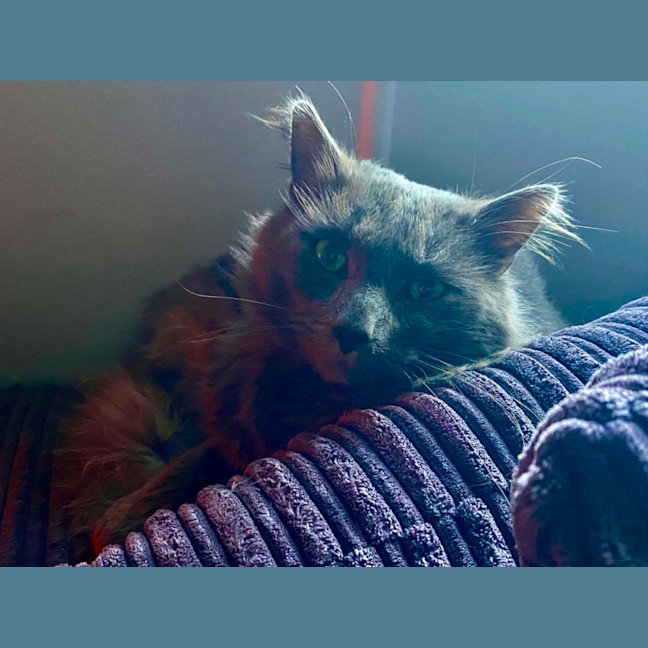 Photo of Morris 💙