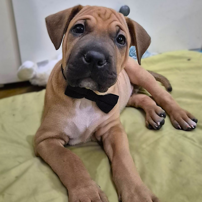 Photo of Pepper