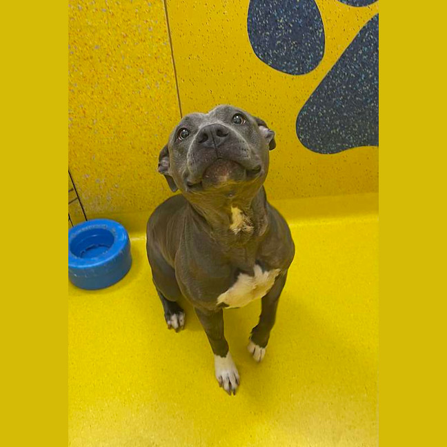 Photo of Rebel