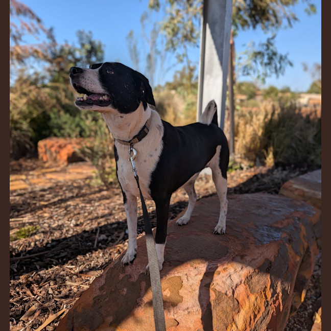 Photo of Gidgy (Buster)