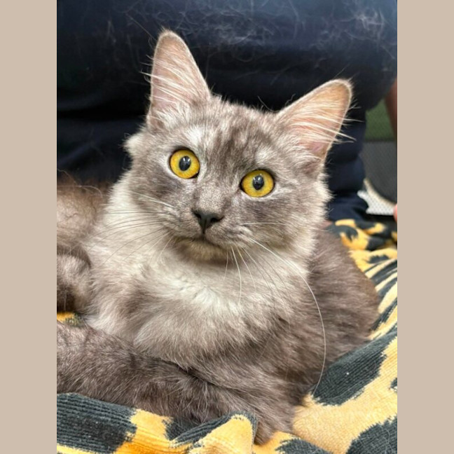Photo of Clyde