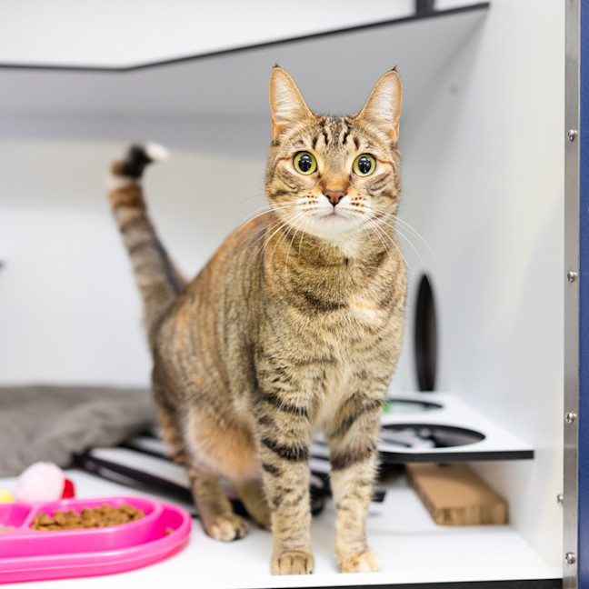 Photo of Nala