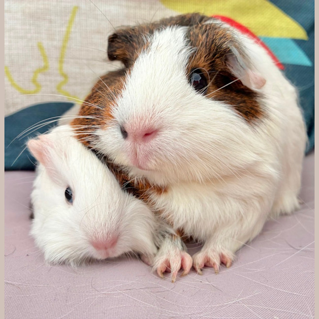 Photo of Rose And Petal