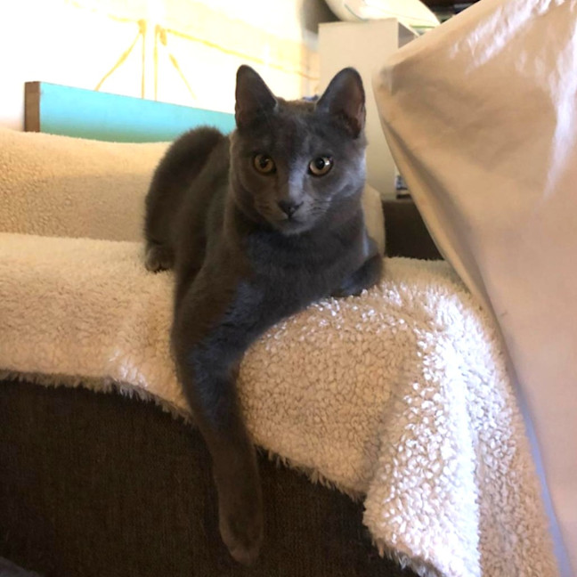 Photo of Mr. Grey