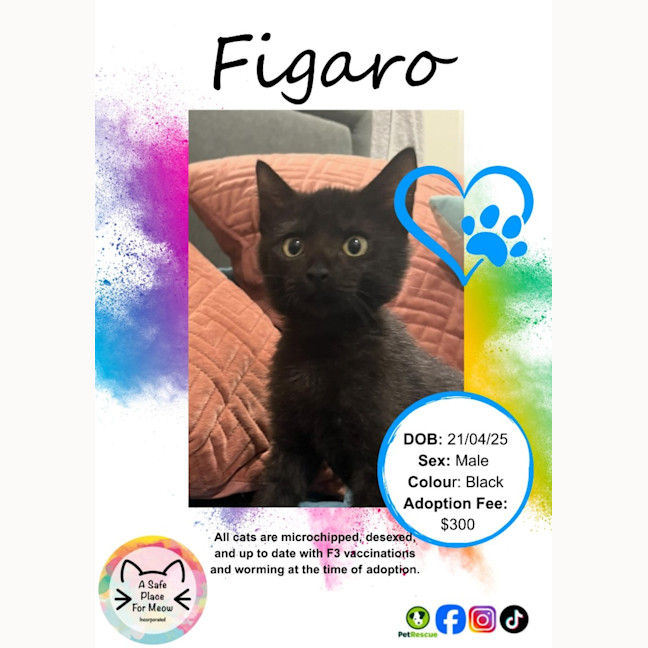 Photo of Figaro