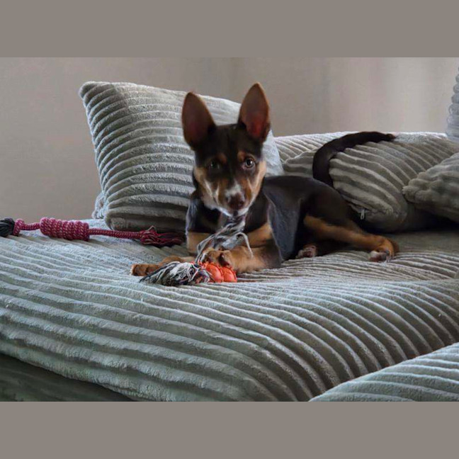 Photo of Poppy